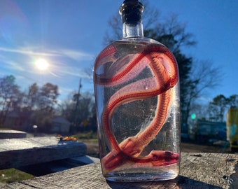 Diaphonized Snake Wet Specimen (Two Reticulated Python Heads)