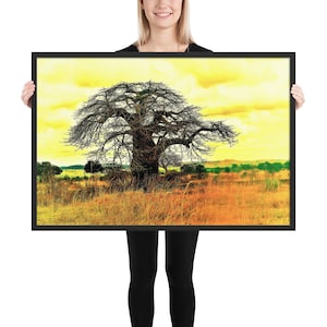 Baobab Tree