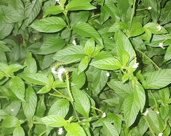 Alacrancillo Dried - Alacrancillo Seca