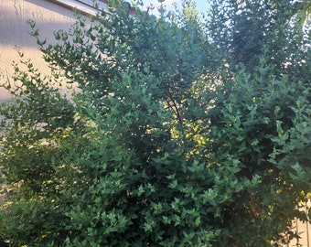 Abre Caminos Seca 1 oz - Road Opener Organic Dried Herb