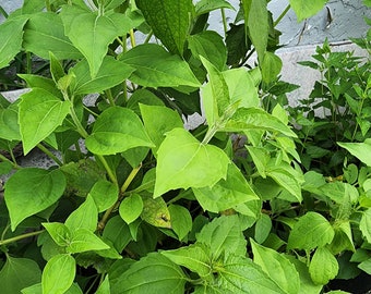 Saraguey Plant Dried 1 oz - Saraguey Planta Seco