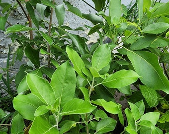 Vencedor Plant: Organic Dried Winner Herb - 1 oz