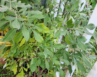 Vence Batalla Dry 1 oz - Win Battle Dry Organic