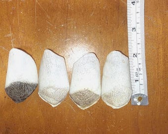 Escama de Paiche - Amazon River Giant Fish Scales