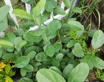 Yo Puedo Mas Que Tu Organic Dry Herb: Spiritual Cleansing, Rituals (1 oz)