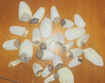 Escama de Paiche - Amazon River Giant Fish Scales