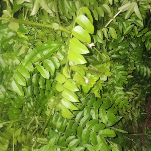 Planta Quita Maldición Seca - Dry Curse Remover Plant 1 oz