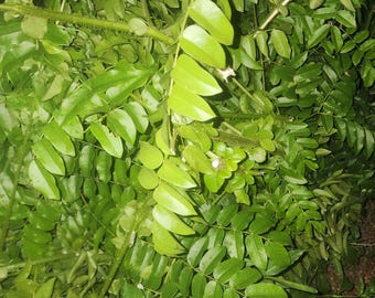 Planta Quita Maldición Seca - Dry Curse Remover Plant 1 oz