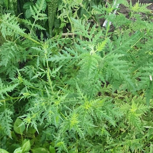 Mugwort Dried Herb 1 oz - Artemisa Deshidratada