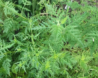 Mugwort Dried Herb 1 oz - Artemisa Deshidratada