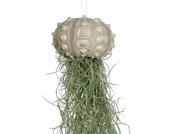 Sea urchin with Tillandsia XXL 30 cm air plant jellyfish