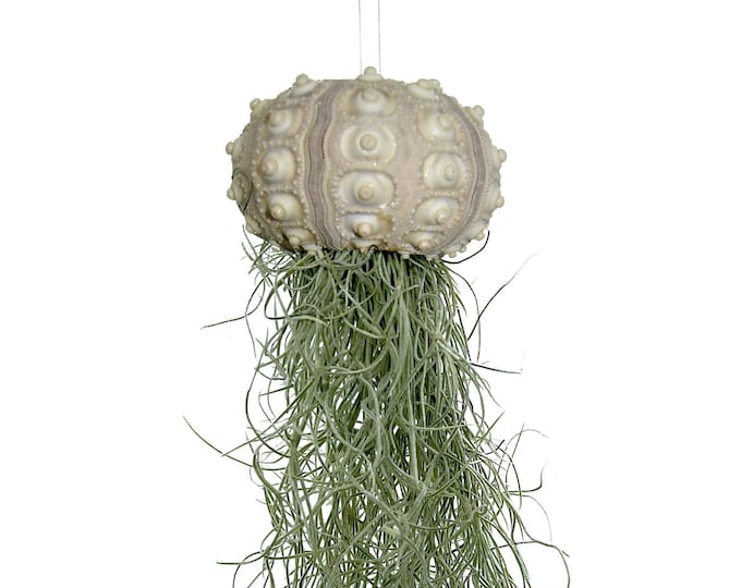 Sea Urchin with Tillandsia XXL 30 cm Air Plant Jellyfish