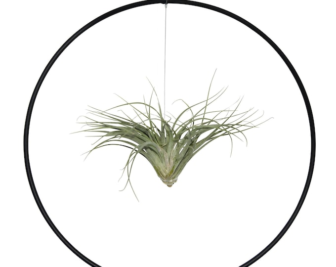Tillandsia in Tire Loop Exceptional combination of a real living Tillandsia in a loop Summer Maritime Decoration Beach Garden Party