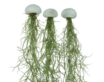 Set of 3 sea urchins white with Spanish moss Tillandsia air plant jellyfish