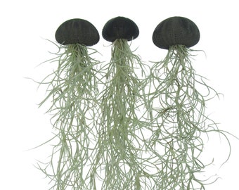 Set of 3 black sea urchins with Spanish moss Tillandsia air plant jellyfish