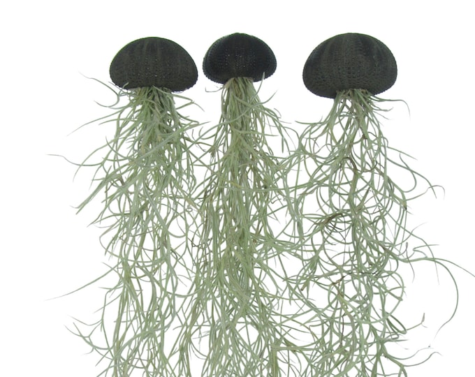 Set of 3 sea urchins black with Spanish moss Tillandsia air plant jellyfish