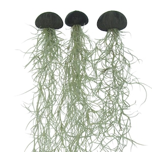 Sea Urchin Black Set of 3 with Spanish Moss Tillandsia Air Plant Jellyfish