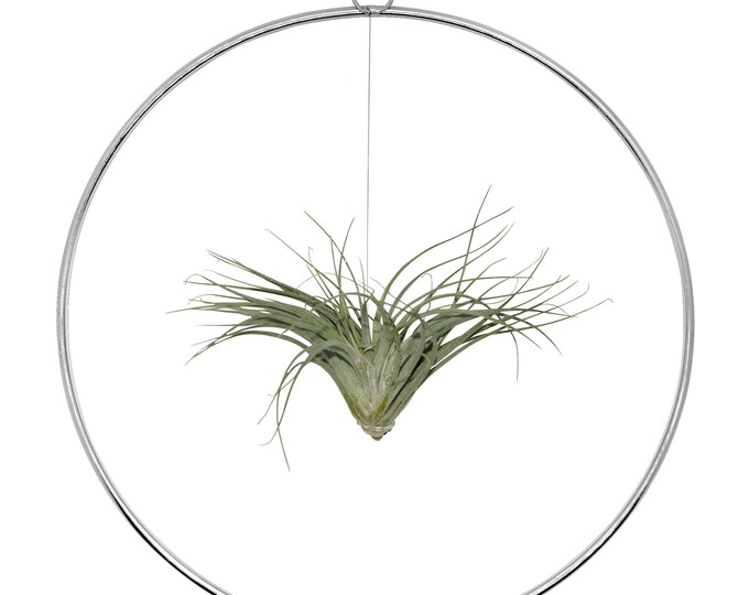 Tillandsia in Tire Loop Exceptional combination of a real living Tillandsia in a loop Summer Maritime Decoration Beach Garden Party