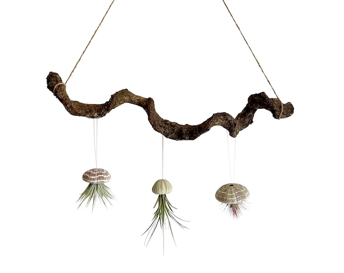 Tillandsia set of 3 on lianas branch with suspension approx. 60 cm
