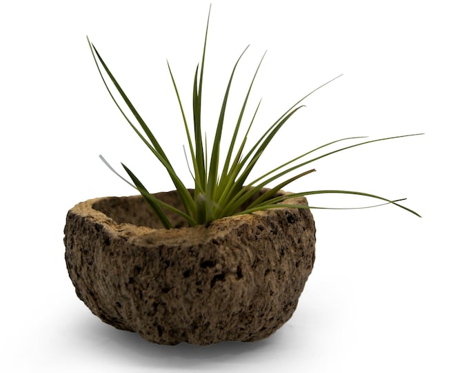Exotic Qurico nut bowl with tillandsia summer decoration garden decoration party maritime beach feeling