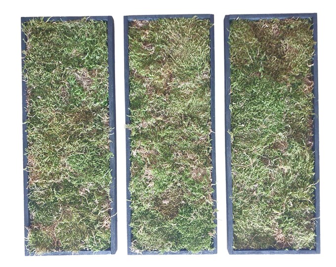 Moss pictures set of 3 with real preserved moss 45 x 17 cm