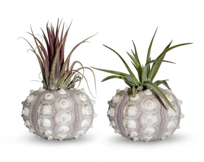 Set of 2 Tillandsia air plant maritime decoration beach summer garden decoration