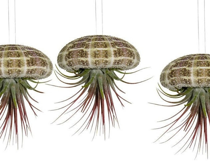Set of 3 sea urchin shells with real tillandsia
