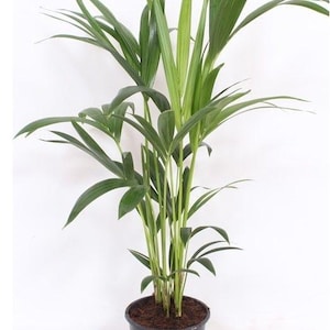 12 inch round snake plants 3-5 FT Snake Plant (trifasciata)- NYC, NJ, CT, Boston, Providence,  Washington DC, Baltimore, Philadelphia, Princeton, Long Island, and Upstate  NY Local Plant Delivery  Dahing Plants
