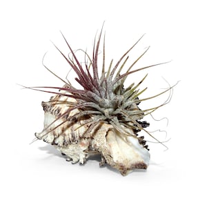 Enchanting set of a real shell with Tillandsia Exotic decoration Garden decoration Living room decoration Maritime decoration Beach Summer garden party