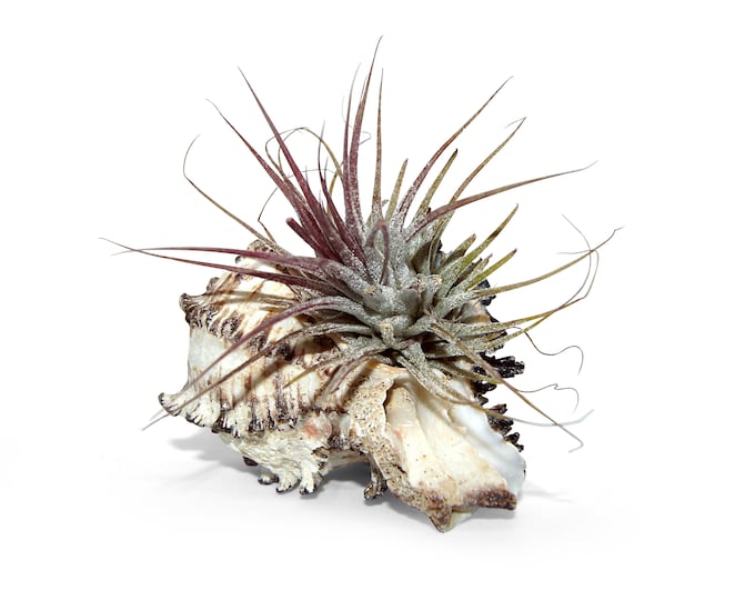 Enchanting set of a real shell with Tillandsia Exotic decoration Garden decoration Living room decoration Maritime decoration Beach Summer garden party
