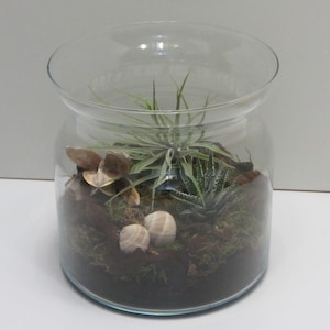 Bottle garden with real plants Midi
