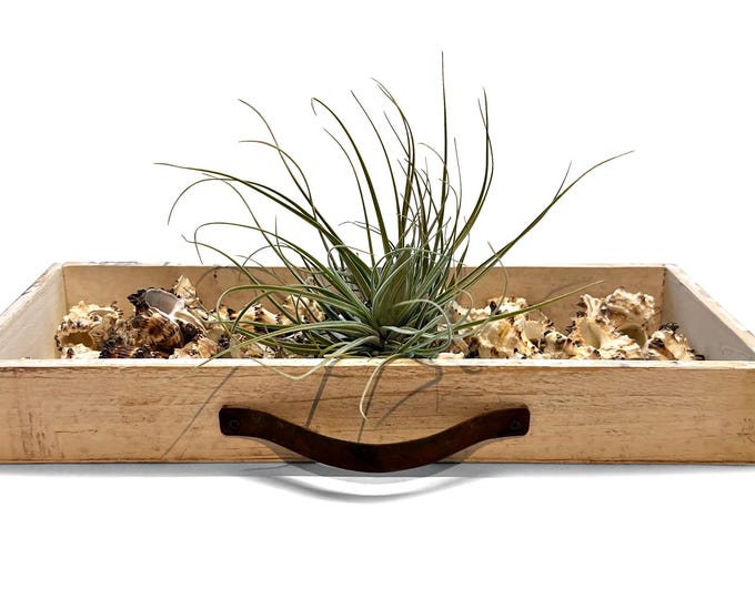 Decorative wooden tray with shells and tillandsias