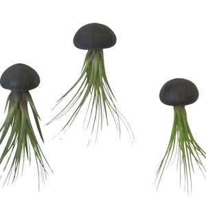 3er Set Seeigelgehäuse schwarz mit Tillandsie Luftpflanze Airplant