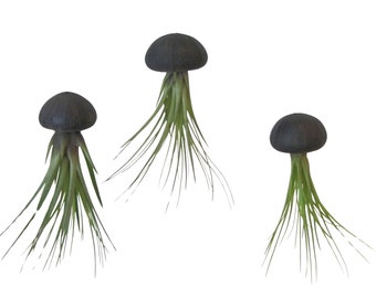 3er Set Seeigelgehäuse schwarz mit Tillandsie Luftpflanze Airplant