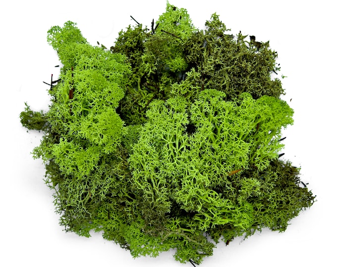 Moss 500 grams XXL preserved mummified Iceland moss