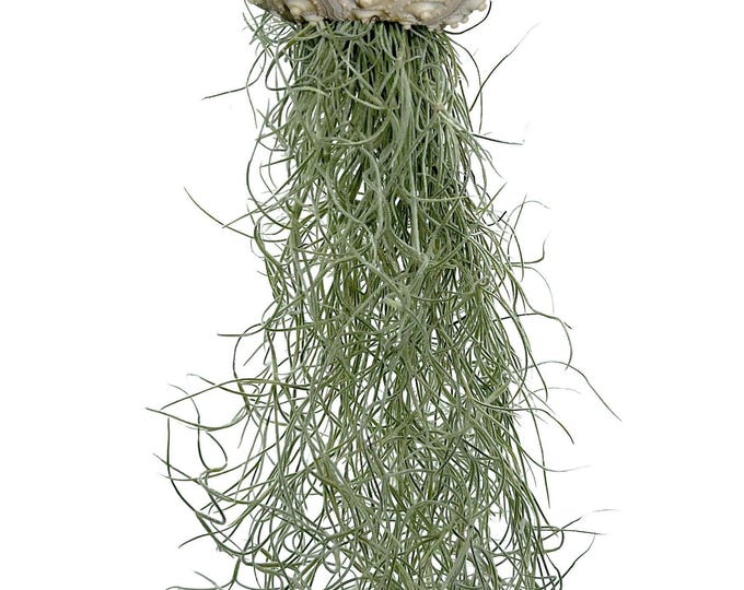 Sea urchin shell with Tillandsia XXL 30 cm