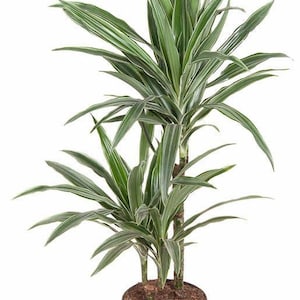 Könnte beinhalten: Eine Dracaena-Pflanze in einem schwarzen Topf. Die Pflanze hat lange, grüne Blätter mit weißen Rändern. Die Pflanze ist eine Zimmerpflanze und befindet sich in einem schwarzen Plastiktopf. Die Pflanze ist etwa 76 cm hoch.