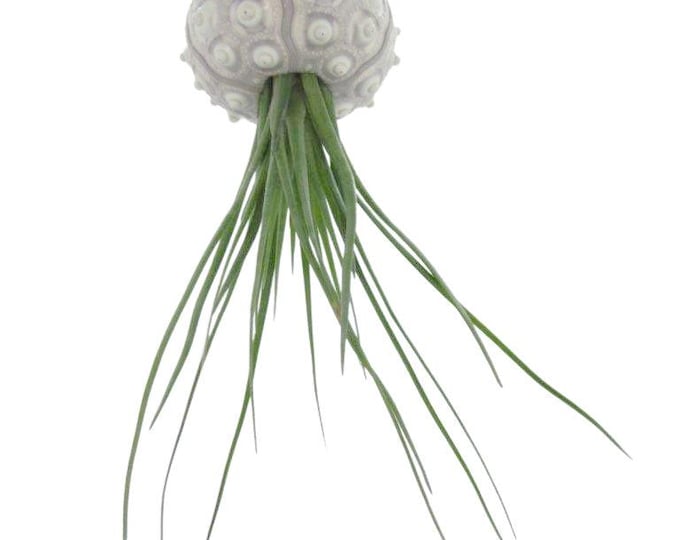 Sea urchin shell Sputnik with Tillandsia juncea green set of 1