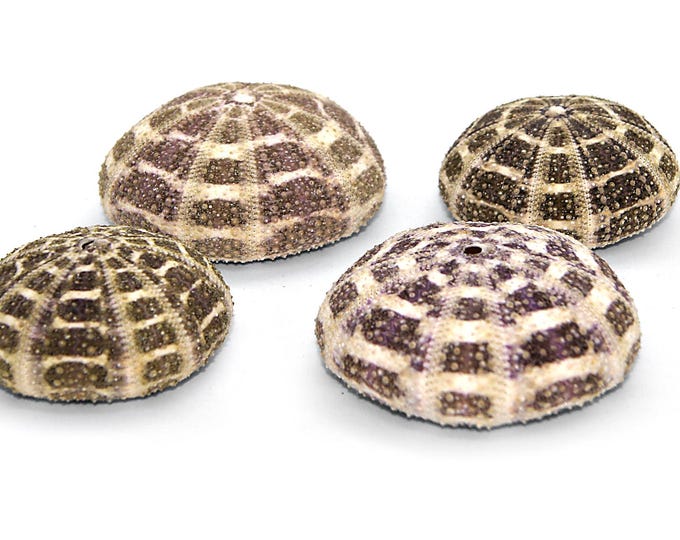 Sea urchin shells purple set of 4