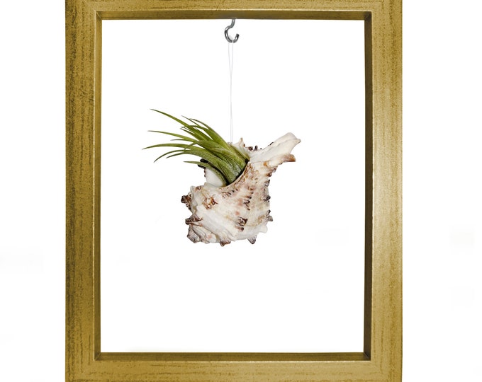 Shell Tillandsie Decoration Picture Frame Garden Decoration Summer Bathroom Decoration Living Room Decoration