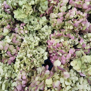 Könnte beinhalten: Nahaufnahme von getrockneten Hortensienblüten in Grün- und Lilatönen. Die Blüten sind dicht angeordnet und bilden eine strukturierte, natürliche Darstellung. Die Blütenblätter zeigen einen Farbverlauf von hellgrün bis tiefviolett.