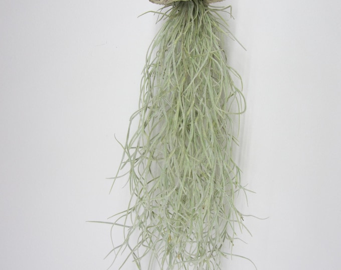 Sea urchin shell with Tillandsia XXL