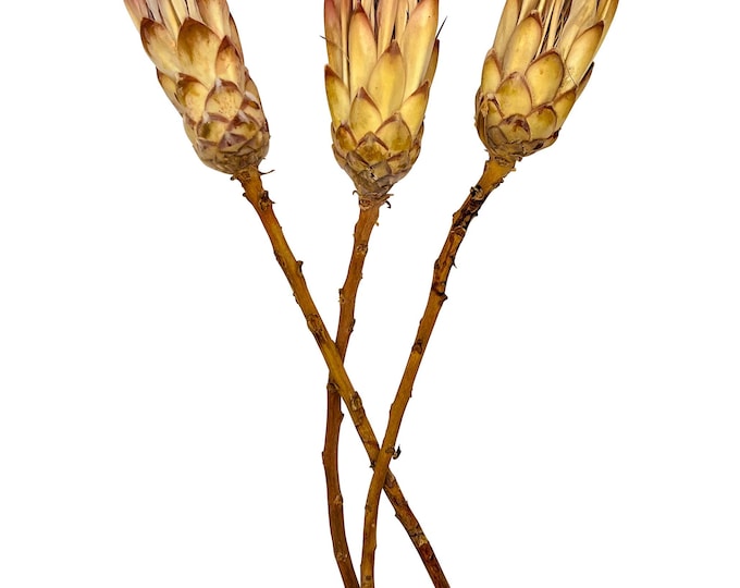 Dreamlike dried flower Protea Dream set of 3