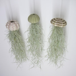 Set of 3 sea urchins with Tillandsia XXL 30 cm air plant jellyfish