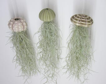 3er Set Seeigel mit Tillandsie XXL 30cm Luftpflanze Qualle