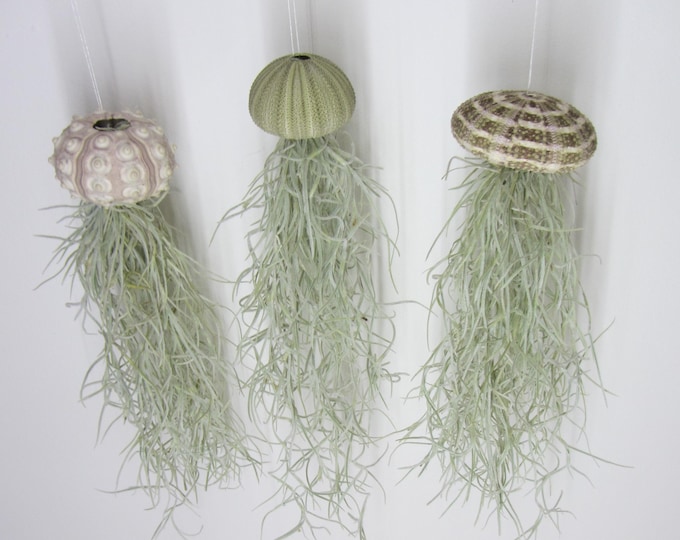 Set of 3 sea urchins with Tillandsia XXL 30 cm air plant jellyfish