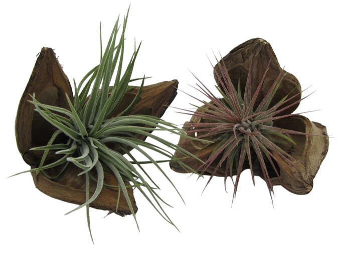 Palm fruit 2er with living tillandsia