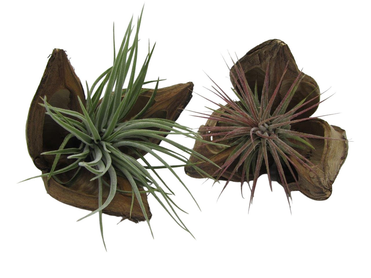 Ensemble exotique d'un coquillage avec un vrai Tillandsia vivant