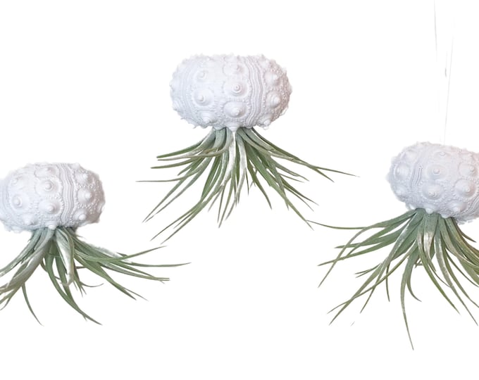 Sea urchin shell Sputnik white with Tillandsia Kammi set of 3