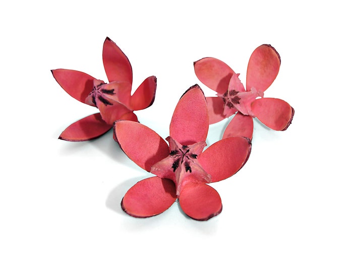 Lily real set of 3